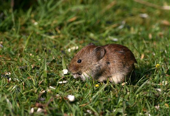 Bank Vole <i>Clethrionomys glareolus</i>